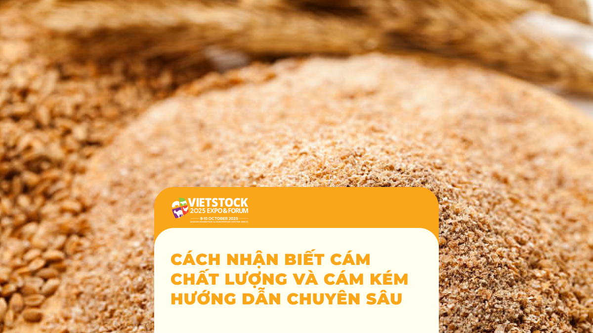 Cách Nhận Biết Cám Chất Lượng và Cám Kém Hướng Dẫn Chuyên Sâu